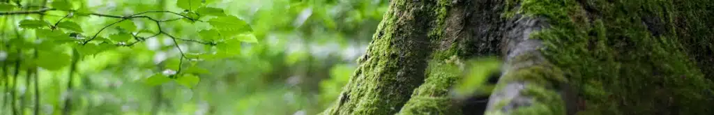 forest healing
