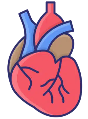 HRV and women